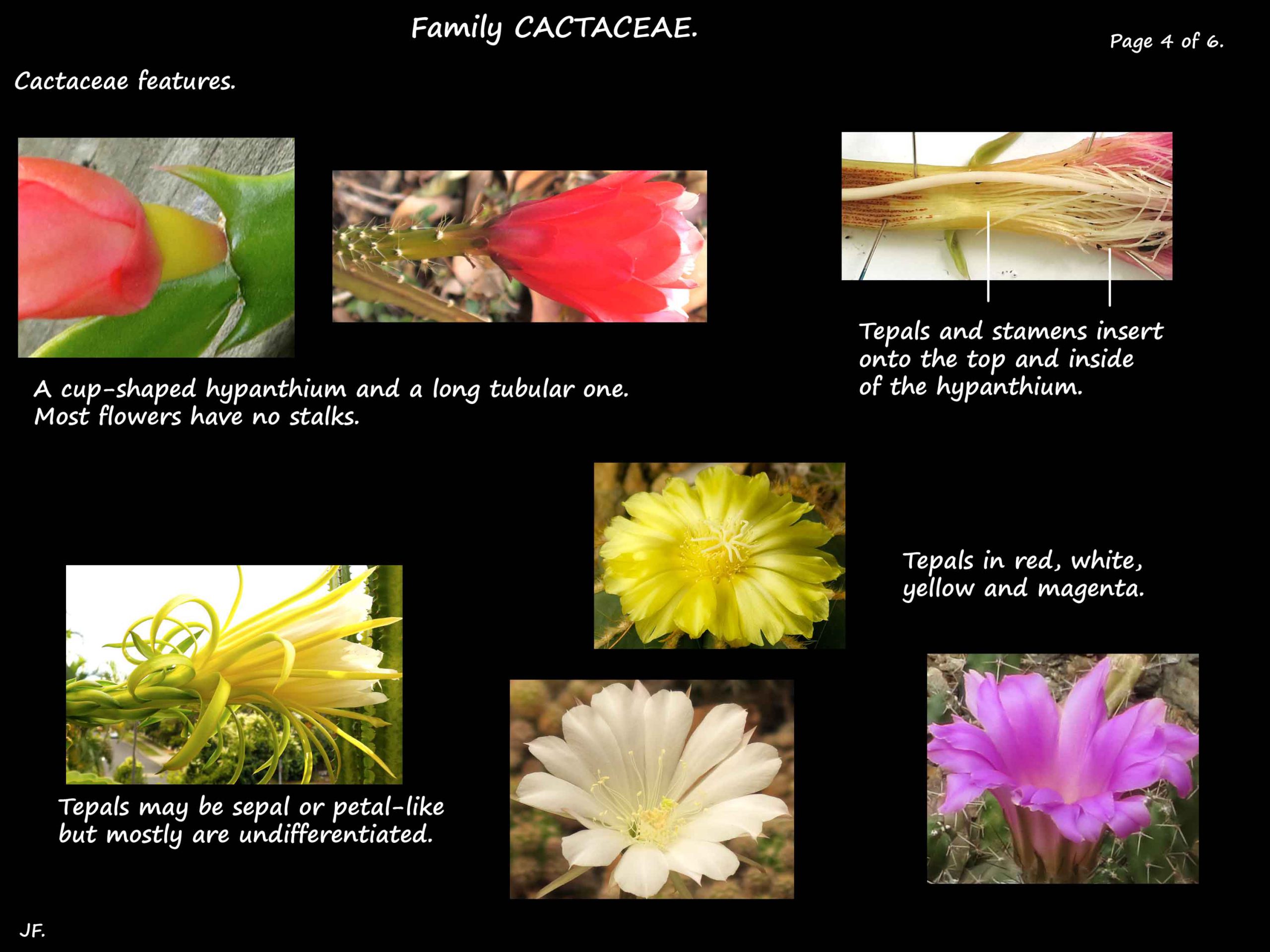 4 Cactaceae flowers